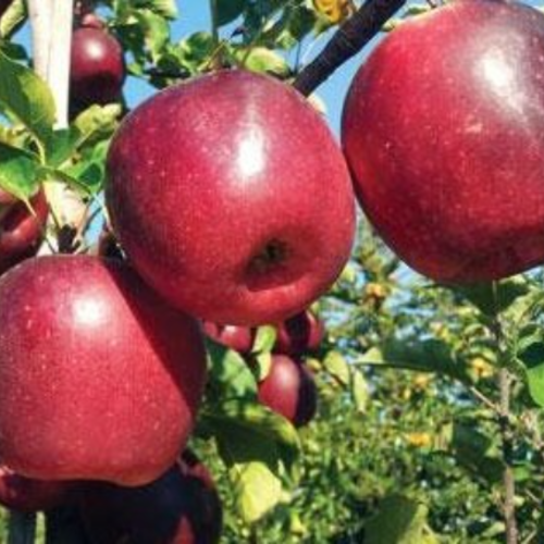 Pommes story inored,graines de pommes story inored,produits de mon jardin,fruits bio,non traité