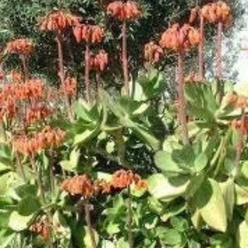Graines de cotyledon orbiculata,produits de mon jardin,plante bio