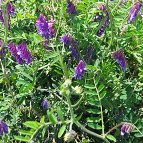 Graines de vicia villosa,vesce de cerdagne,produit de mon jardin,plante bio,fleur bio,fleurs non traité