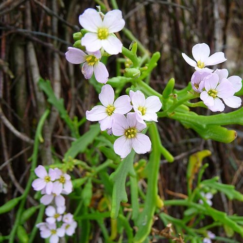 Graines de la roquette de mer,cakile maritima,cakilier maritime,tétine de souris,produits de mon jardin,plante bio
