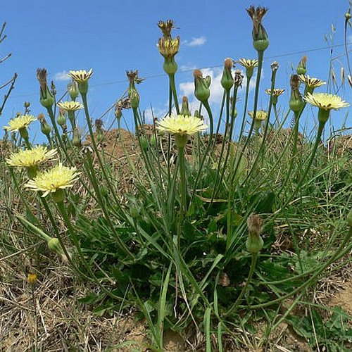 Graines de laitue majeure,chicorée amère,laitue daléchamp,amarago,museau,urospermum dalechampii,produits de mon jardin