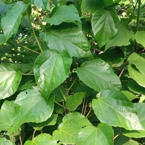 Fleuilles séchées d'alchornea cordifolia,feuilles biologique,produit sans aucun traitement