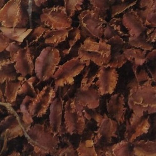 Feuilles séchées de princesse ngolobe,feuilles biologique,produit sans aucun traitement