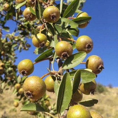 Feuilles séchées de pyrus elaeagrifolia,feuilles biologique,produit sans aucun traitement