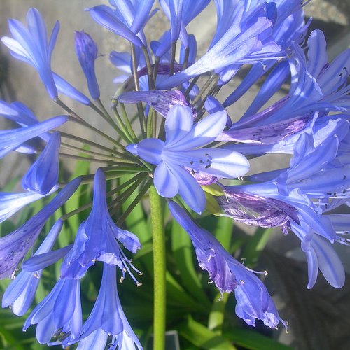 Graines de agapanthus,agapanthe,lys du nil,produits de mon jardin,plante bio,fleurs bio