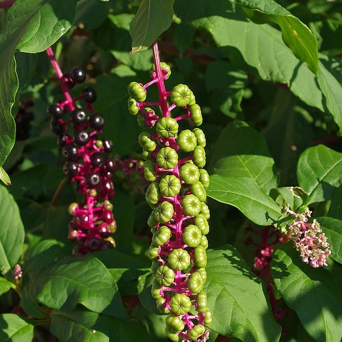 Graines  de raisin d'amerique,raisin des teinturiers,phytolacca americana,produits de mon jardin,plante bio,fleurs bio