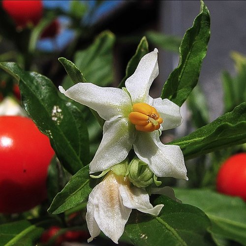 Graines de pommier d'amour,cerisier d'amour,oranger du savetier,fleurs bio,fleurs de mon jardin,sans traitement