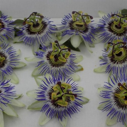 La passiflore,fleurs séchées de passiflore ,produits de mon jardin,plante bio,fleur bio