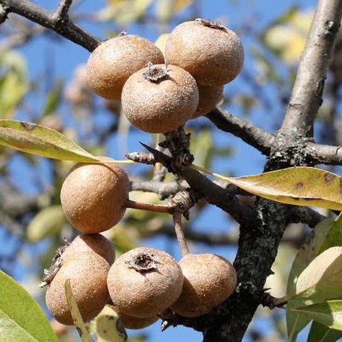 Graines de pyros spinosa,flore de crête,poirier aux feuilles d'amandier,poirier biologique