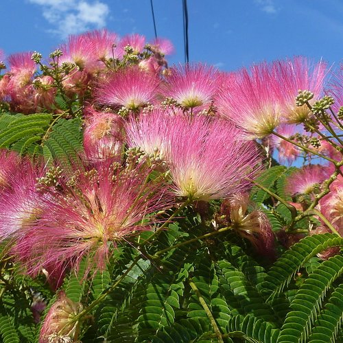 Graines de albizia julibrissin ombrella,arbre à soie,albizzia commun,mimosa de constantinople,acacia rose de constantinople
