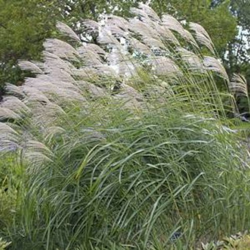 Graines de miscanthus sinensis,graines biologiques,produit de mon jardin,non traitées
