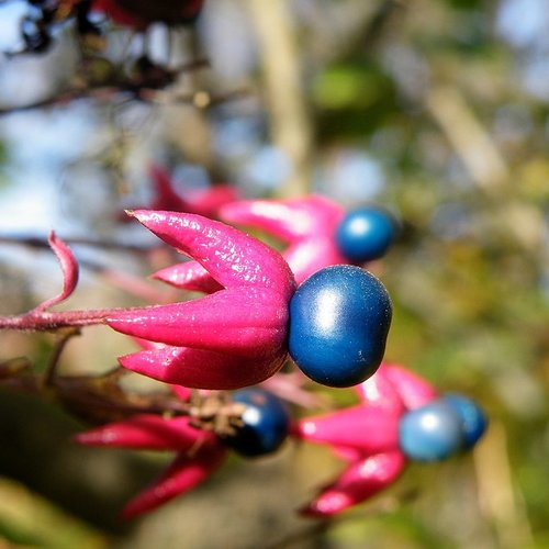 Graines de clerodendrum trichotomum,arbre du clergé,graines biologiques,produit de mon jardin,non traitées