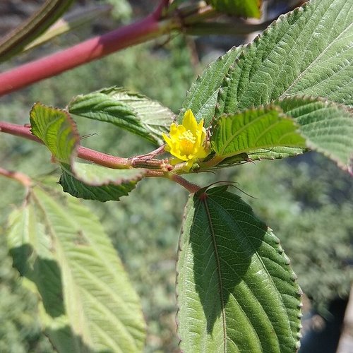 Graines de corète potagère,jute rouge,corchorus olitorius,graines biologiques,produit de mon jardin,non traitées  prix pour 30 graines