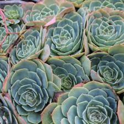 Graines de echeveria elegans,graines biologiques,produit de mon jardin,non traitées