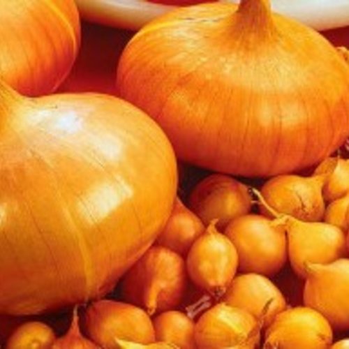 Graines de oignon stoccarda,graines biologiques,produit de mon jardin,non traitées