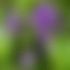 Graines de vanillier de cayenne,duranta erecta,produits de mon jardin,fleur bio