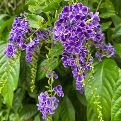 Graines de vanillier de cayenne,duranta erecta,produits de mon jardin,fleur bio