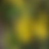 Graines de, inule visqueuse, dittrichia viscosa  ,graines biologiques,produit de mon jardin,non traitées