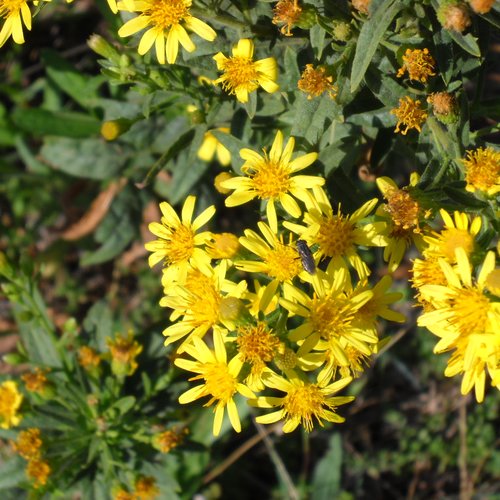 Graines de, inule visqueuse, dittrichia viscosa  ,graines biologiques,produit de mon jardin,non traitées