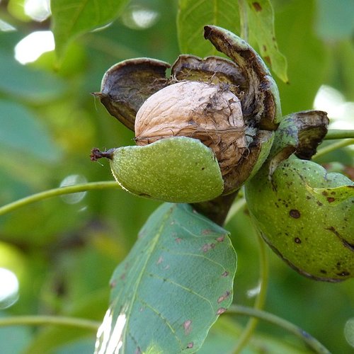 Le brou de noix,brou de noix en morceaux,produits de mon jardin,séché à l'air libre