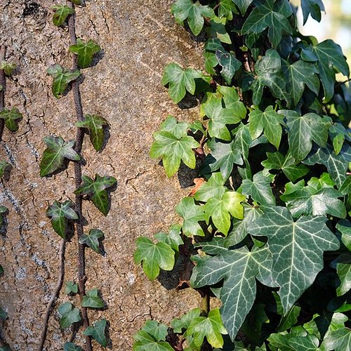 Feuilles séchées de lierre,feuilles de lierre,produits de mon jardin,plante biologique
