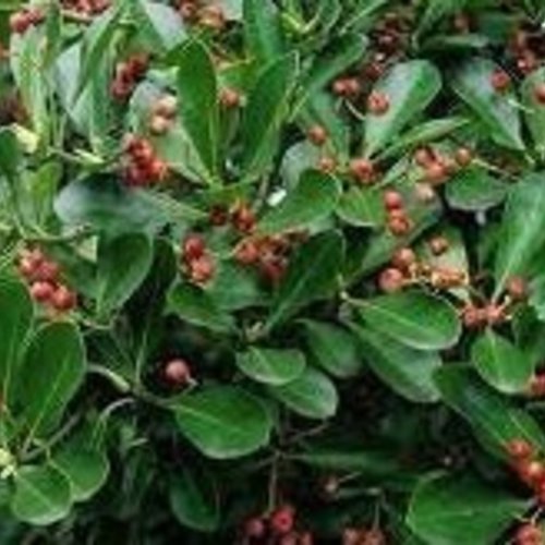 Feuilles séchées de fusain de japon,euonymus japonicus,feuilles biologiques,produit de mon jardin,non traitées