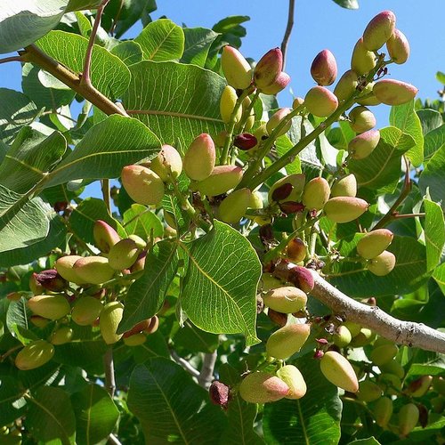 Feuilles séchées de pistachier,pistachier commun,pistachier cultivé,pistachier vrai,pistacia vera,feuilles bio