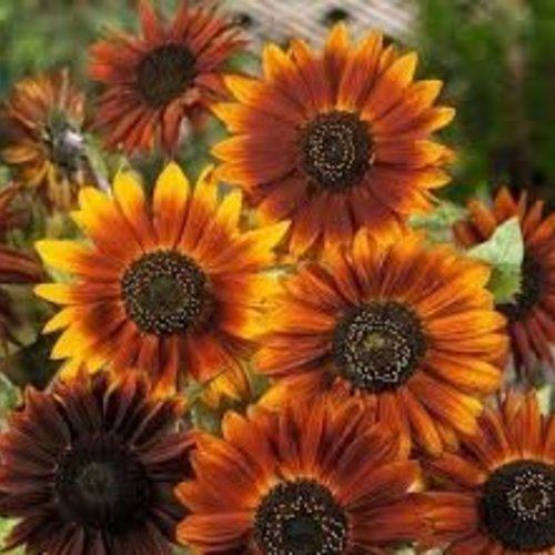 Graines de tournesol à fleurs,beauté d’automne,fleurs biologiques,produit de mon jardin,non traitées