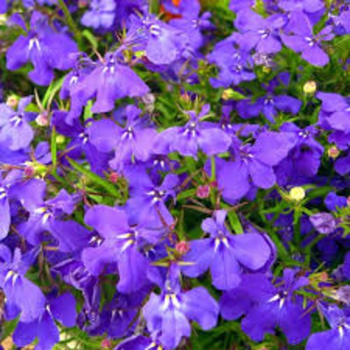 Graines de lobélia crystal palace bleu,fleurs biologiques,produit de mon jardin,non traitées