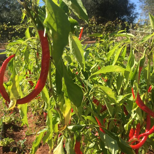 Piments longs,25 cm de longueur ,produits de mon jardin,piments bio,sans traitement