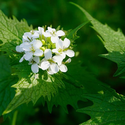 L’alliaire officinale,feuilles et fleurs séchées de l’alliaire officinale ,produits de mon jardin,plante bio,fleurs bio,non traité