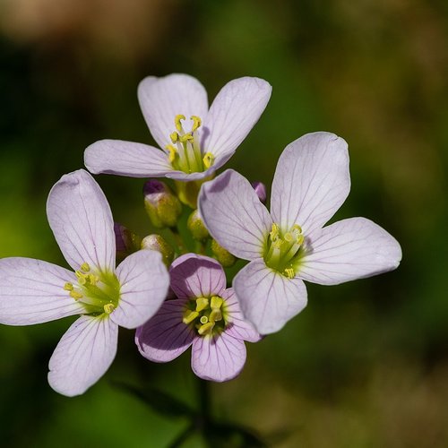 Graines de cardamine des prés,cardamine pratensis,cresson des prés,produit de mon jardin,plante bio,fleur bio,fleurs non traité