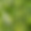 Graines de brocoli rave,le brocoli-rave,rapini,brassica rapa,cima di rapa,brassica ruvo,produit de mon jardin,plante bio,fleurs non traité