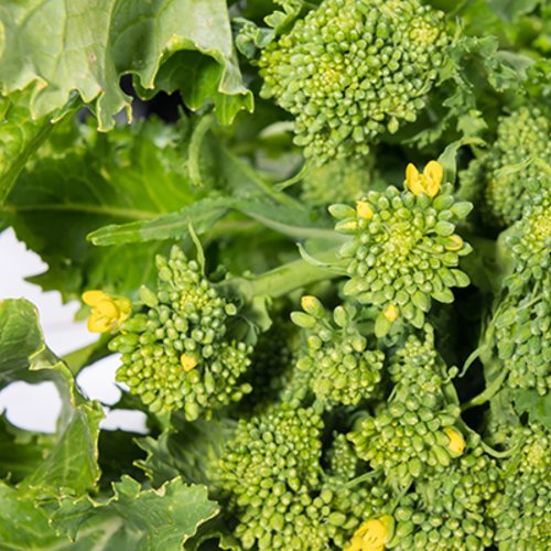 Graines de brocoli rave,le brocoli-rave,rapini,brassica rapa,cima di rapa,brassica ruvo,produit de mon jardin,plante bio,fleurs non traité