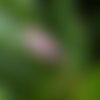 Feuilles séchées de magnolia,produits de mon jardin,séché,à l'air libre,tisane de magnolia