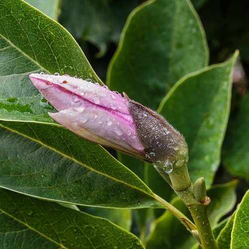 Feuilles séchées de magnolia,produits de mon jardin,séché,à l'air libre,tisane de magnolia
