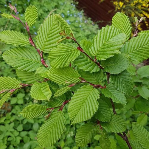 Feuilles séchées de charme commun,carpinus betulus,le charme,charmille,produits de mon jardin,