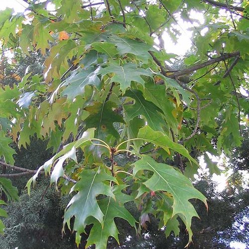 Feuilles séchées de chêne rouge d'amérique,quercus rubra,quercus borealis duroi,produits de mon jardin,feuilles sans traitement