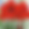 Graines d'amaryllis rouge, amaryllis red pearl,hippeastrum, produits de mon jardin,fleur bio,plante bio