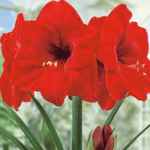 Graines d'amaryllis rouge, amaryllis red pearl,hippeastrum, produits de mon jardin,fleur bio,plante bio