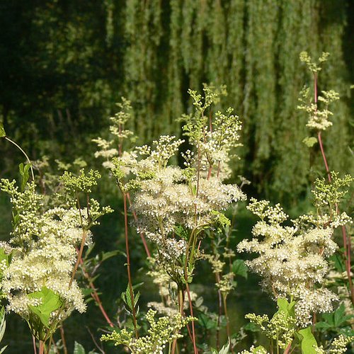 Fleurs séchées de reine des prés,filipendula ulmaria,fleurs sechées  d'ulmaire,fausse spirée,fleurs biologique,sans traitements