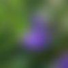 Graines de  violette odorante,viola odorata,graines de mon jardin,sans traitement