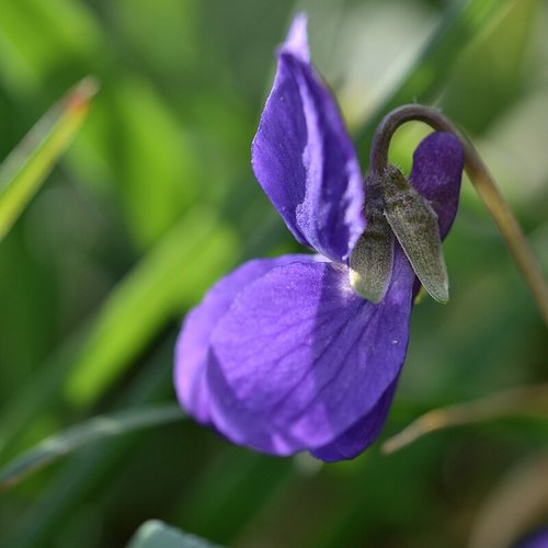 Graines de  violette odorante,viola odorata,graines de mon jardin,sans traitement