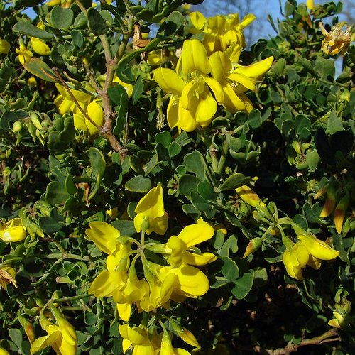 Graines de coronille de valence,coronilla valentina,graines de mon jardin,sans traitement