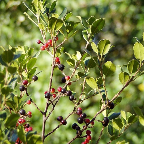 Graines de nerprun alaterne,nerprun alaterne,rhamnus alaternus