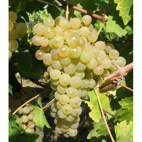 Graines  de raisin chasselas,produits de mon jardin,plante bio,fleur bio,plante bio