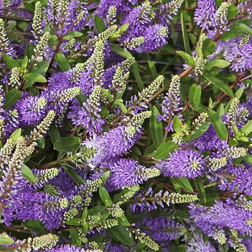 Graines de véronique arbustive,graines biologiques,produit de mon jardin,non traitées