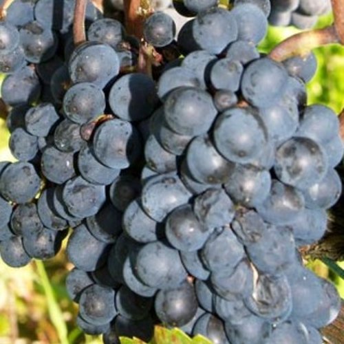 Graines de raisin cinsault,produits de mon jardin ,sans traitement