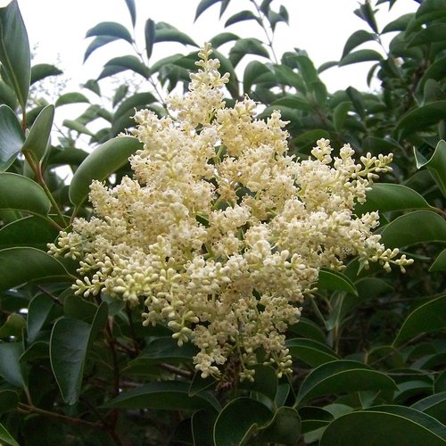 Graines de troène de chine,produits de mon jardin,plante bio,fleur bio