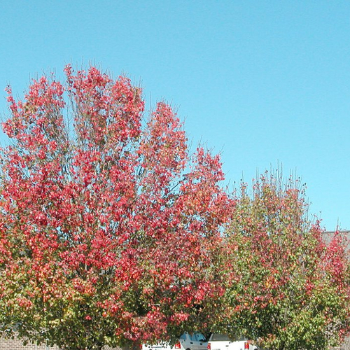 Feuilles séchées de poirier de chine,pyrus calleryana,pyrus calleryana,feuilles biologique,sans traitements